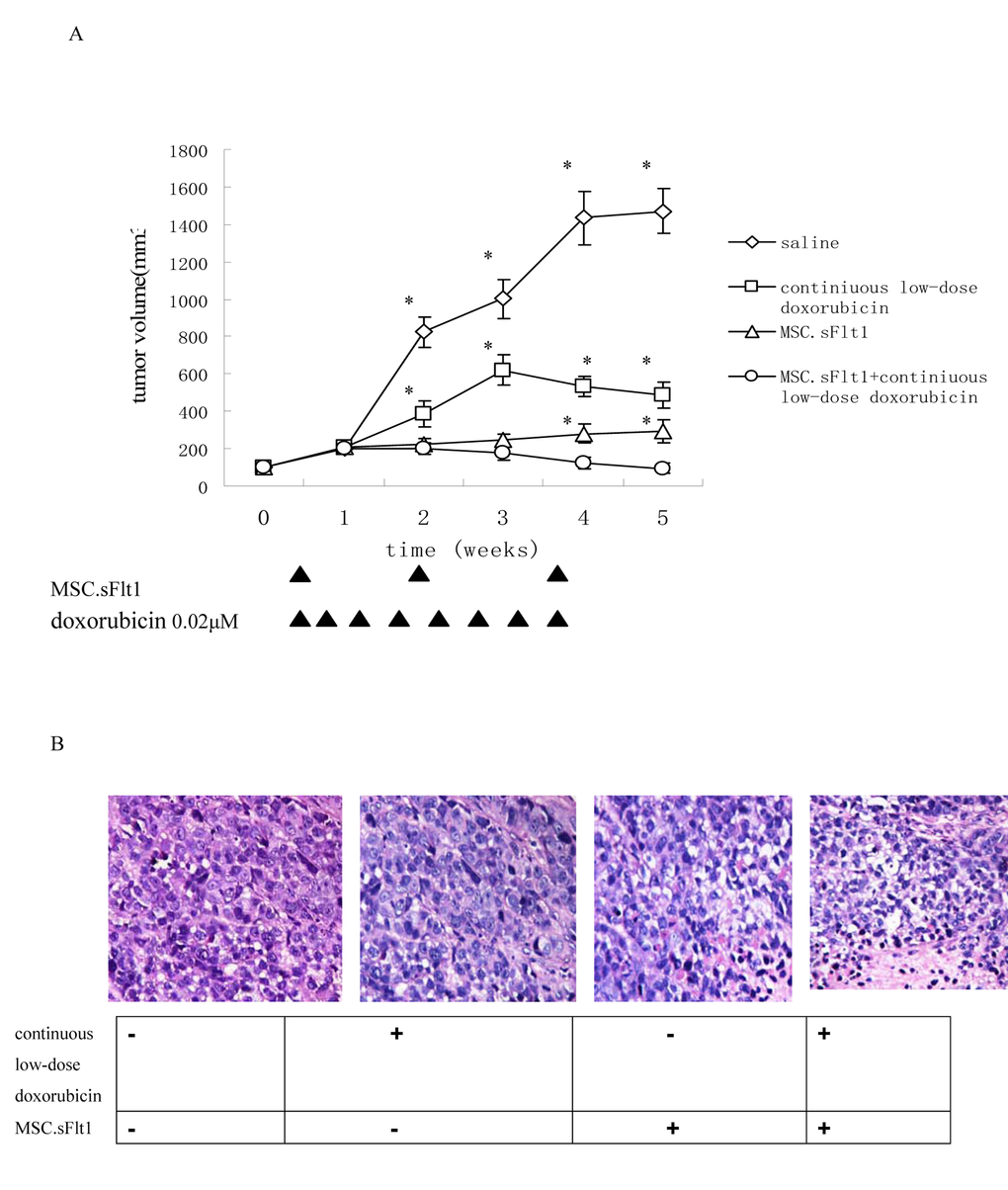 Treatment with continuous low-dose doxorubicin plus MSC.sFlt1 leaded to tumor remission and was safe in vivo. (A) Animals bearing HepG2 xenografts began treatments when tumor diameters reached 5 mm as described in "Materials and Methods." Arrows: days on which treatment was administered. Results are given as mean tumor volume of 7 mice /group. *p B) HE staining was to examine general tumor tissue morphology from saline group, continuous low-dose doxorubicin group, MSC.sFlt1 group and MSC.sFlt1 plus continuous low-dose doxorubicin group. Magnification, 200×.