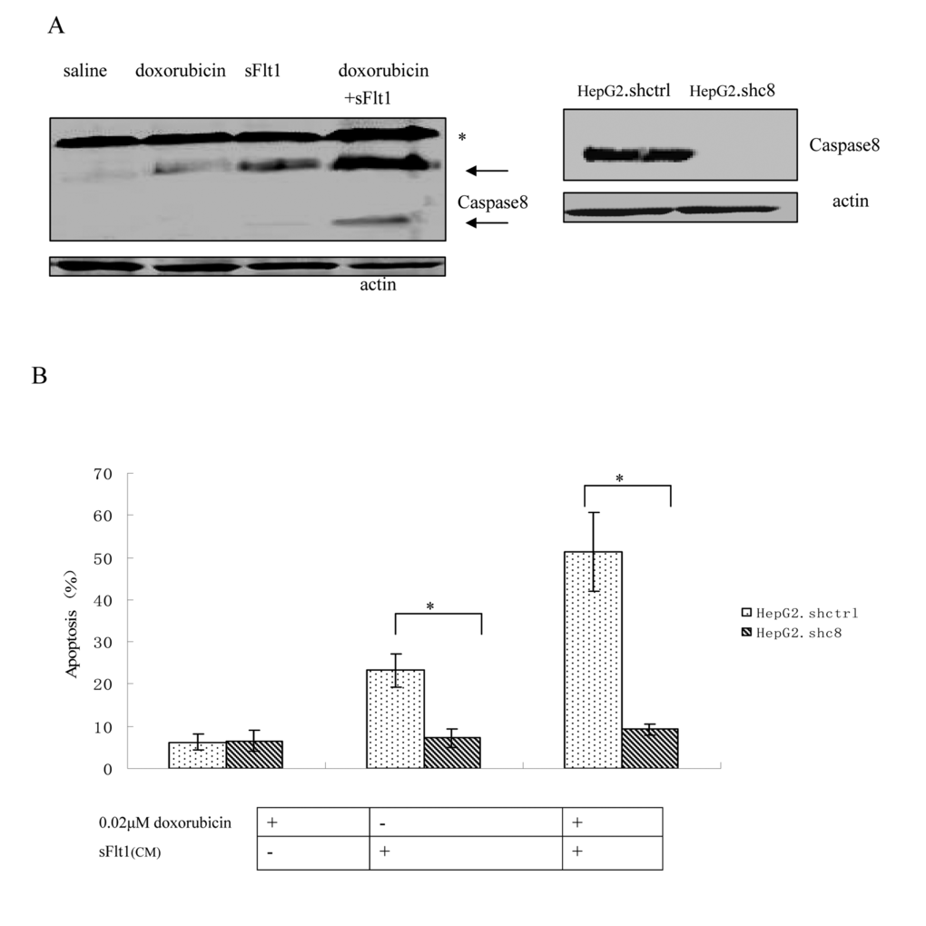 (A) Western blot of Caspase8 that HepG2 cells were either treated with saline, 0.02μM doxorubicin, sFlt1, or 0.02μM doxorubicin plus sFlt1 for 48 h. Pro-caspase bands are marked by an (*), whereas Caspase8 are labeled by arrows. (B)Caspase8 knockdown clone (HepG2.shc8) and control clone (HepG2.shctrl) were treated with doxorubicin plus sFlt1 before the apoptosis was measured. The apoptosis of HepG2.shc8 was decreased. *p 