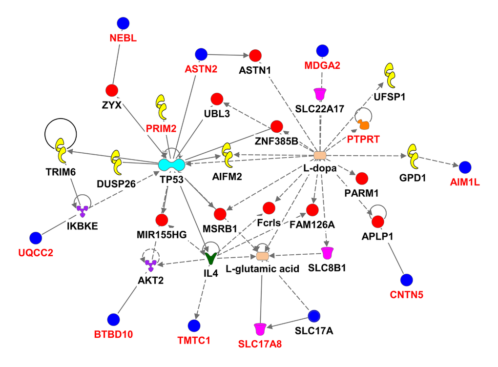Ingenuity pathway analysis of genes associated with gait speed. Genes are represented as nodes; solid lines indicate direct- and hatched lines indirect- interaction. Gene functions are color-coded as follows: Red= other, Navy Blue =Group/Complex, Yellow= Enzyme, Turquoise= transcription regulator, Brown= Ion Channel, Orange= Phosphatase, Purple = Kinase, Magenta= Transporter, Beige=chemical-endogenous mammalian, Hunter Green (Dark Green) = Growth factor, light Green= Transmembrane Receptor, Light Purple= Translation Regulator, Olive Green=Ligand-dependent nuclear receptor, Bright green= Peptidase.