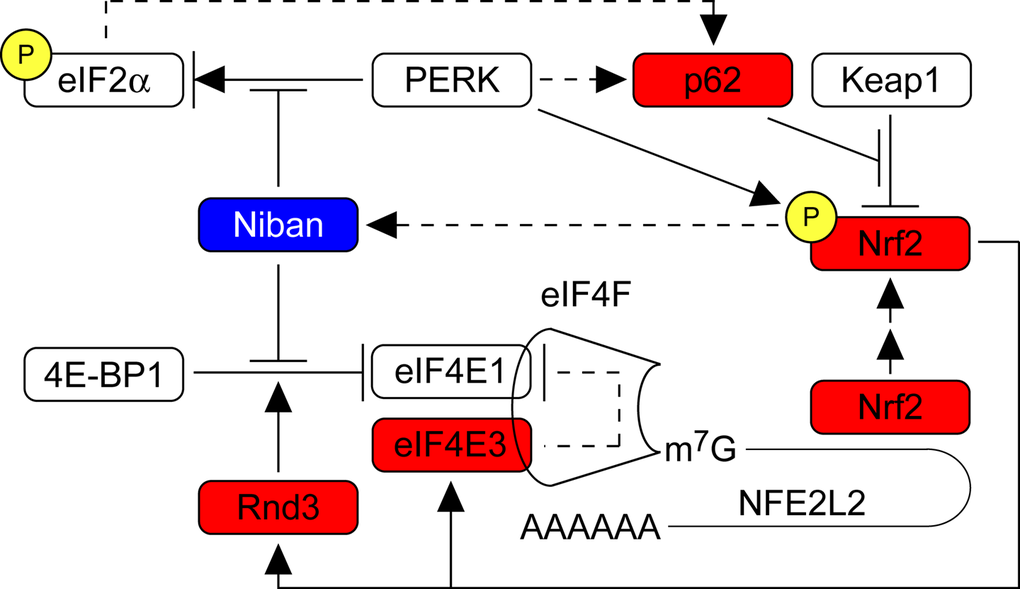 Proposed model of translational reprogramming of the SQSTM1/p62-Nrf2 axis contributing to CFZ resistance in LP-1/Cfz MM cells. Induction of Nrf2 target genes EIF4E3 (encoding eIF4E3) and RND3 (encoding Rnd3/RhoE) in LP-1/Cfz cells creates a positive feedback loop promoting eIF4E3-driven Nrf2 translation. FAM129A (encoding Niban) is a putative indirect Nrf2 target downregulated in LP-1/Cfz cells. Niban inhibits PERK-mediated phosphorylation of eIF2α. Additionally, Niban (negatively) and Rnd3 (positively) modulate the activity of 4E-BP1, an inhibitor of eIF4E1. NFE2L2 mRNA (encoding Nrf2) is indicated with a 5’-terminal 7-methyl guanosine cap (m7G) and a 3’-terminal poly(A) tail (AAAAAA). eIF4F, eukaryotic translation initiation complex containing eIF4E1, eIF4E3 and other components involved in cap-dependent translation initiation; red boxes, increased protein levels; blue box, decreased protein levels; P, phosphorylated form; arrows, positive regulation; bars, negative regulation; dotted lines, undetermined mechanisms. See ref [6]. for details.