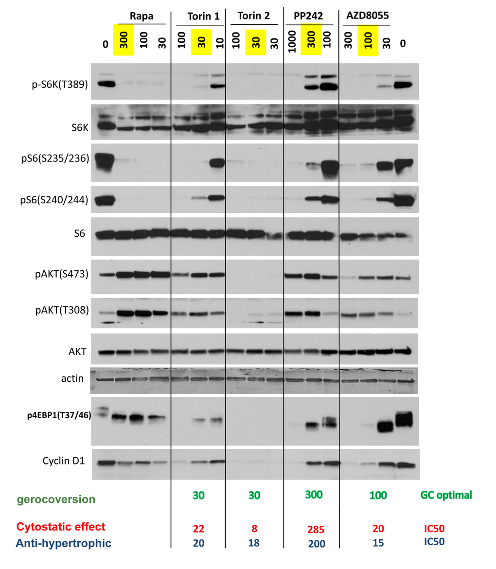 Effect of TOR inhibitors on mTOR-pathway in HT-p21 cells. Cells were treated with IPTG and different concentrations of indicated inhibitors for 24h and lysed. Immunoblotting was performed with indicated antibodies. Maximal optimal gerosuppressive concentrations are highlighted in yellow.