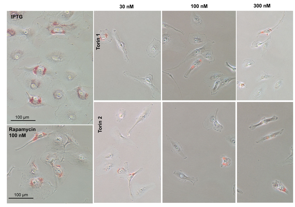 Effect of torin analogs on lipid accumulation in senescent HT-p21 cells. Cells were treated with IPTG and concentrations range of torin 1or torin 2 for 4 days and stained with Oil Red O. Bar – 100 µm.