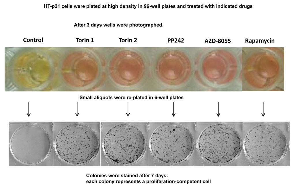 Effect of TOR inhibitors on chronological senescence of cancer HT-p21 cells. Cells were plated at high density in 96-well plates and treated with TOR inhibitors or rapamycin at selected optimal concentrations. After 3 days in culture cells were photographed (color manifests pH of medium), trypsinized and small aliquots were re-plated in 6-well plates. Formed colonies were stained after 7 days in culture with Crystal Violet.