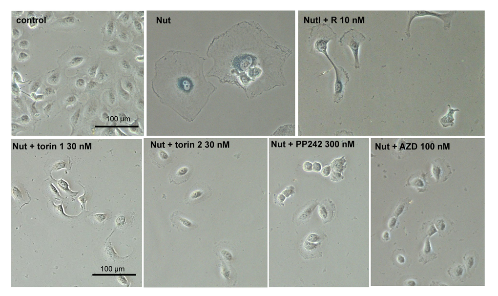 Effect of TORINs on senescent morphology of MEL10 cells undergoing senescence by treatment with nutlin 3a. Cells were treated with nutlin 3a (2.5 µM) and TORINs at selected concentrations or rapamycin (R). After 4-day treatment drugs were washed out and cells were incubated in drug-free medium for another 2 days and stained for SA-beta-gal. Bar – 100 µm. Nut – nutlin 3a; AZD – AZD8085.
