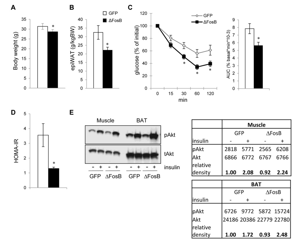 VHT overexpression of ΔFosB increases insulin sensitivity in the periphery. Mice were stereotaxically injected into VHT with AAV-ΔFosB or AAV-GFP and insulin response was assessed 8 weeks post-surgically (n=8). (A) Body weight (B) Abdominal epididymal fat pad weight (C) ITT, data are presented as percentage of initial blood glucose concentration (D) HOMA-IR (E) Western blotting of Akt phospholylation in skeletal muscle and brown fat (BAT). Data are presented as mean ± SEM. *p
