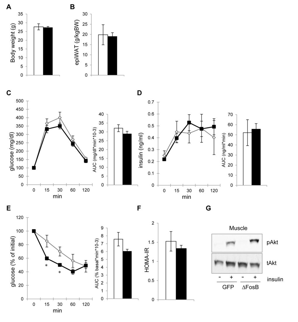 VHT-overexpression of ΔFosB-mediated amelioration of insulin sensitivity precedes reduction in visceral adiposity. Mice were stereotaxically injected into VHT with AAV-ΔFosB or AAV-GFP and insulin response was assessed 2-3 weeks post-surgically (n=5). (A) Body weight (B) Abdominal epididymal fat pad weight (C) GTT glucose (D) GTT insulin (E) ITT glucose (F) HOMA-IR. (E) Akt phospholylation in skeletal muscle after insulin treatment. Data are mean ± SEM. *p