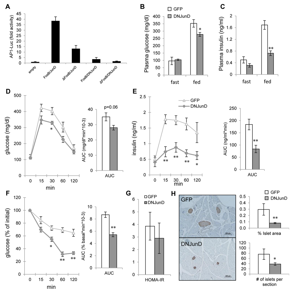 ∆FosB exerts its favorable effects on glucose metabolism via blockade of AP1. Mice were stereotaxically injected into VHT with AAV-DNJunD or AAV-GFP and glucose metabolism was assessed 8 weeks post-surgically (n=4). (A) 6X TRE-driven luciferase reporting AP1 transactivation following transfection with FosB and JunD isoforms in mHypoE42 cell line. (B) Fasted and fed glucose levels (C) Fasted and fed insulin levels (D) GTT glucose (E) GTT insulin (F) ITT glucose (G) HOMA-IR. (H) Immunostaining of pancreas with anti-insulin antibody. Scale bar; 200μm. Histomorphometry of insulin-stained pancreatic islets. Data are presented as mean ± SEM. *p