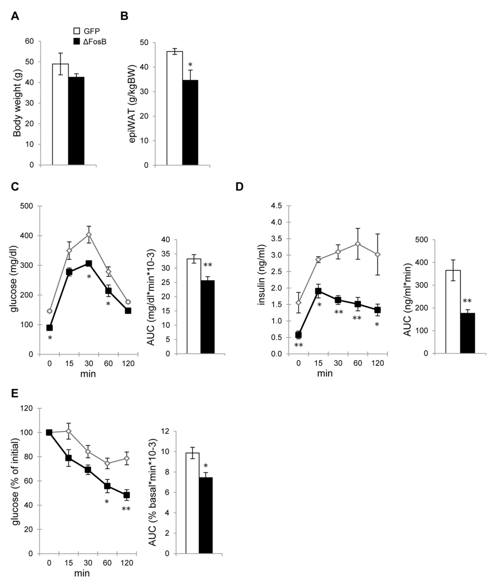 AAV-ΔFosB mice are resistant to age-related adiposity and impairment in glucose metabolism. Mice were stereotaxically injected into VHT with AAV-∆FosB or AAV-GFP and glucose metabolism was assessed 38-40 weeks post-surgically (n=4). (A) Body weight (B) Abdominal epididymal fat pad weight (C) GTT glucose (D) GTT insulin. (E) ITT glucose. Data are expressed as mean ± SEM. *p