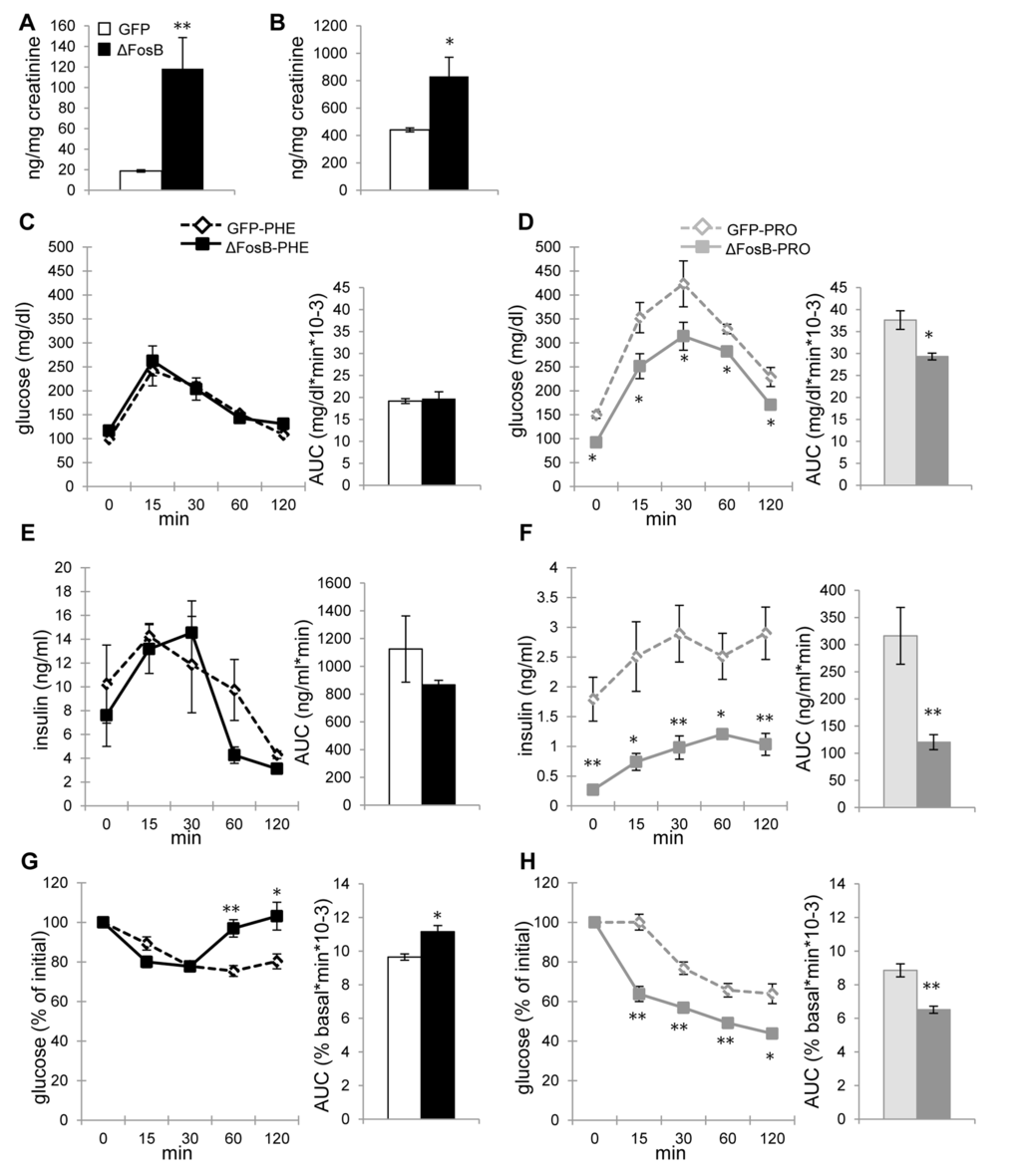 ΔFosB overexpressed in VHT regulates insulin secretion via α-, but not β-adrenergic receptor in aged mice. Mice were stereotaxically injected into VHT with AAV-∆FosB or AAV-GFP and treated 38-40 weeks post-surgically with either α-AR blocker phentolamine (PHE) or β-AR blocker propranolol (PRO) (n=3-4). (A) Urinary epinephrine and (B) norepinephrine in untreated aged mice. (C) GTT glucose of PHE-treated groups (D) GTT glucose of PRO-treated groups (E) GTT insulin of PHE-treated groups (F) GTT insulin of PRO-treated groups (G) ITT glucose of PHE-treated groups (H) ITT glucose of PRO-treated groups. Data are expressed as mean ±SEM. *p