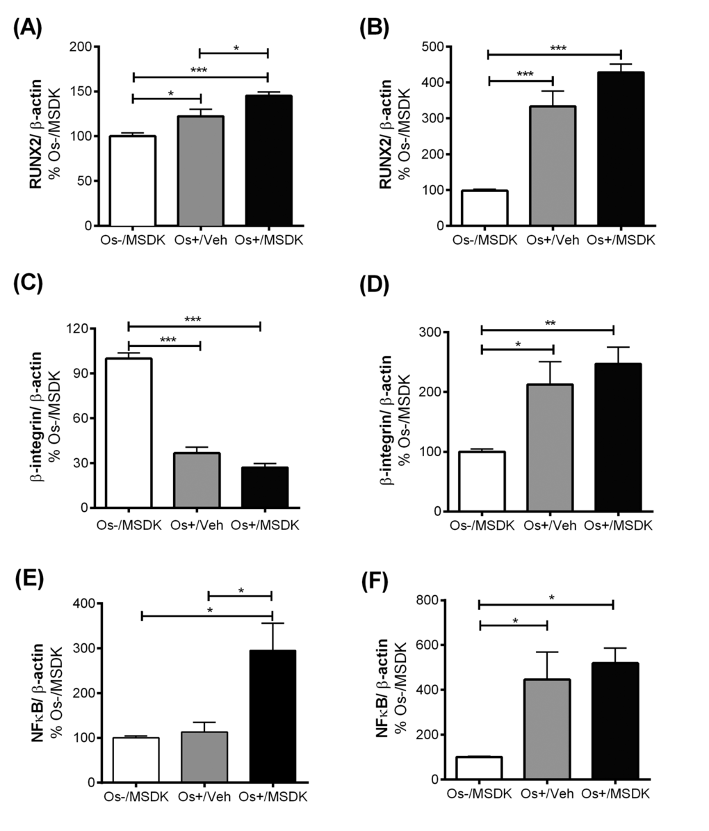 Effect of MSDK on RUNX2, β1 integrin, NFκB and metabolic proteins. After 21 days of MSDK treatment, western blot was performed to determine (A) RUNX2 expression of osteoblasts grown in transwell co-cultures, (B) RUNX2 expression of osteoblasts grown in layered co-culture, (C) β1 integrin expression of osteoblasts grown in transwell co-cultures, (D) β1 integrin expression of osteoblasts and osteoclasts grown in layered co-cultures (E) NFκB expression of osteoclasts grown in transwell co-cultures, and (F) NFκB expression of osteoblasts and osteoclasts grown in layered co-cultures. 