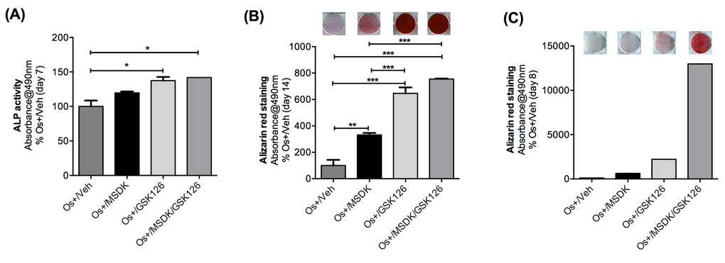 Effect of MSDK on adipose-derived mesenchymal stem cells. Adipose-derived mesenchymal stem cells (AMSCs) were exposed to MSDK for 7 days (A), 8 days (C) or 14 days (B) to assess its effects on alkaline phosphatase (A) or alizarin red staining (B, C). Red color indicates calcium deposition by MSCs. Each bar represents the mean absorbance of alkaline phosphatase activity or alizarin red at 490nm for respective groups Os+/Veh; Os+/GSK126; Os+/MSDK; Os+/GSK126/MSDK repeated twice in triplicate (except for the alizarin red experiment at day 8). GSK 126 = S-adenosyl-methionine-competitive small molecule inhibitor of EZH2 methyltransferase is known to promote osteogenic differentiation of MSCs through effects on the osteoblast epigenome [49,50]. The observed co-stimulatory effects of MSDK and GSK126 suggest mechanistic synergy.