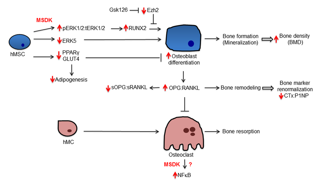 Potential mechanism underlying MSDK effects on bone formation. The diagram illustrates regulatory and biological relationships between the indicated proteins and treatments.