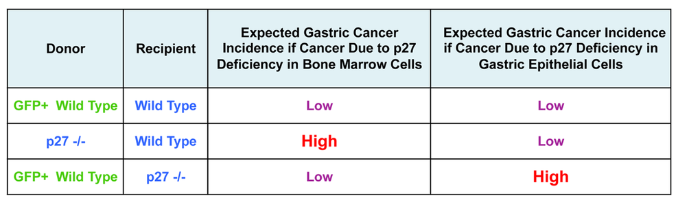 Table. Predicted gastric cancer outcomes following bone marrow transplant and H. pylori infection in mice