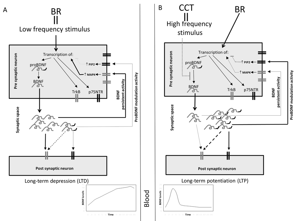 Schematic hypothetical representation of the possible effects of bed rest and CCT on BDNF release. (A) Bed rest (BR) might act as a low-frequency stimulus inducing, at pre-synaptical level, the transcription of p75NTR, TrkB and proBDNF, which is proteolytically converted in BDNF. Thus, in the synaptical space might be released a high amount of mature BDNF and a low amount of proBDNF; both at post-synaptical and at pre-synaptical level, these molecules bind their specific receptors. BDNF binds to TrkB; at pre-synaptical level this induces the activation of MAPK pathway which, in turn, maintains active the transcription of BDNF. ProBDNF binds minimally to TrkB and principally to p75NTR; its activation at pre-synaptical level, via PIP2 pathway, leads to the suppression of BDNF transcription. Since BDNF amount is higher than proBDNF, the final balanced effect might be the persistant BDNF transcription and activity. This mechanism could be responsible for an increase of BDNF level in synaptic space and consequently in circulation. (B) CCT, acting as an high frequency stimulus, might be responsible for blocking the maturation of BDNF, leading to the release of high amounts of proBDNF and low amounts of BDNF in the synaptic space. In this case proBDNF modulatory effect might prevail on BDNF’s leading, in turn, to the suppression of the transcription of BDNF. In this case a rapid and transient increase of BDNF in the synaptic space and in circulation might occur.