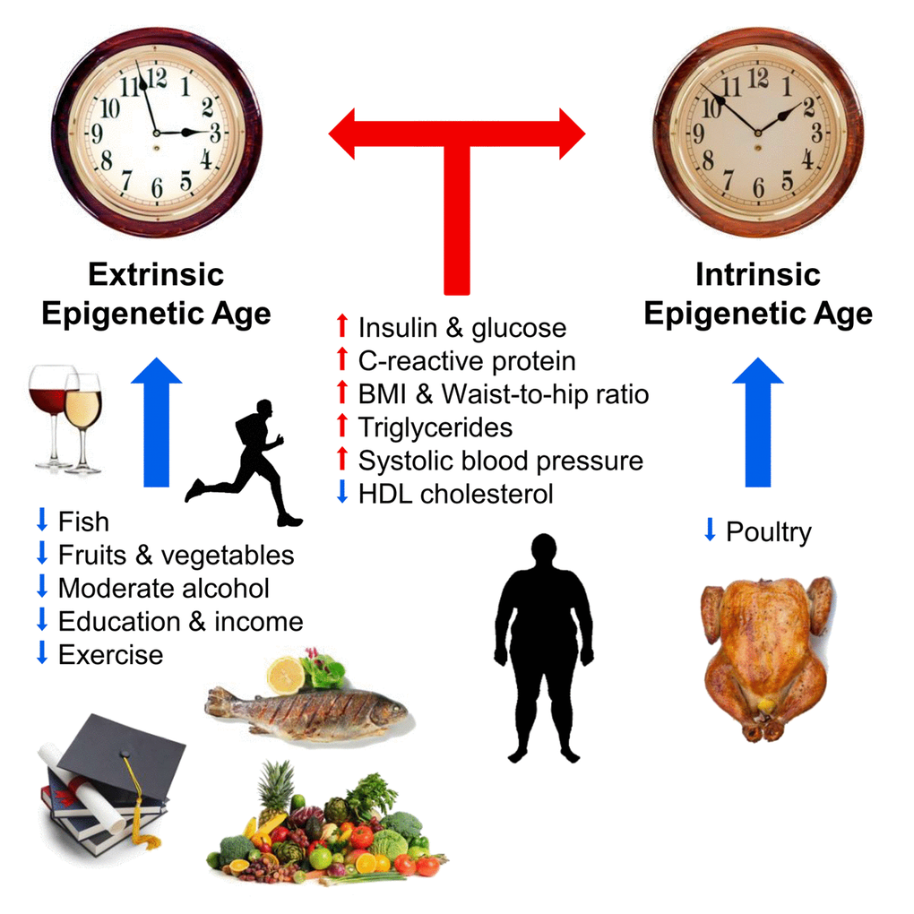 Pictorial summary of our main findings. The blue and red arrows depict anti-aging and pro-aging effects in blood respectively. The two clocks symbolize the extrinsic epigenetic clock (enhanced version of the Hannum estimate) and the intrinsic epigenetic clock (Horvath 2013) which are dependent and independent of blood cell counts, respectively.