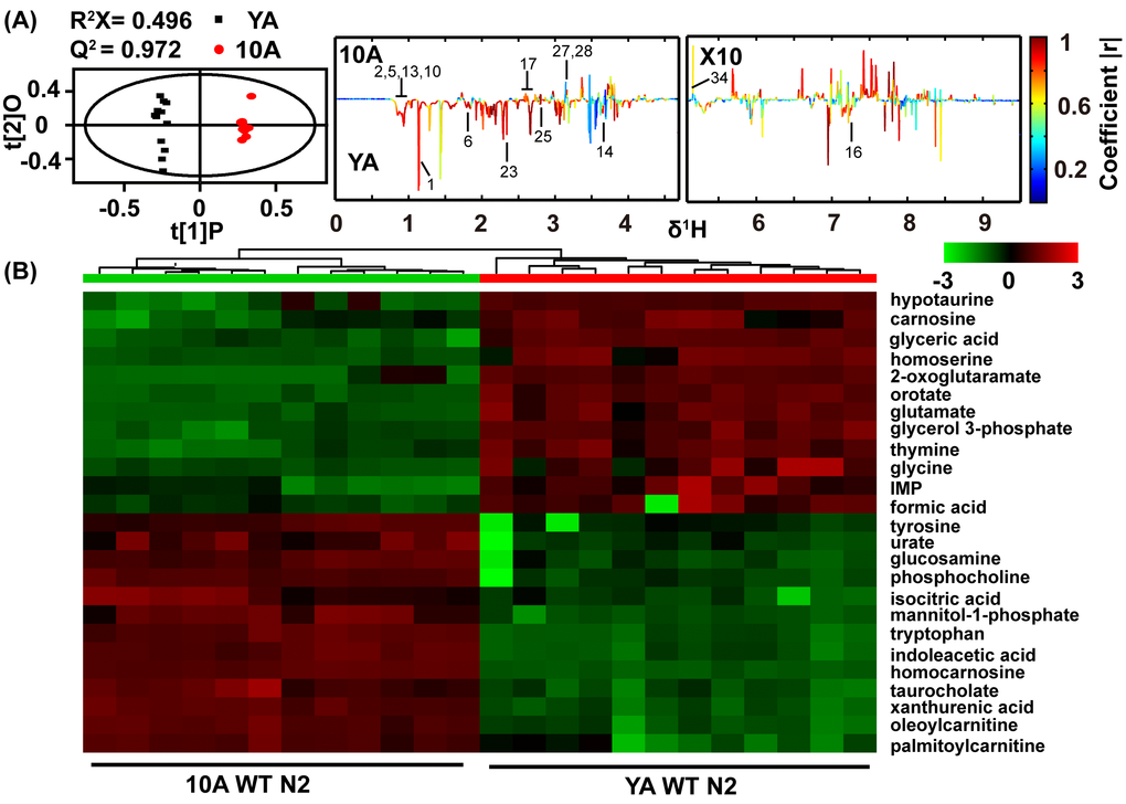 Age-related comprehensive metabolomics analysis in wide type C. elegans. (A) Scores and loading plots from OPLS-DA model of NMR data for YA (young adult) and 10A (10 days of adulthood) wild-type N2. The region of δ5.0-9.5 in the loading plot was vertically expanded 10 times. NMR metabolites assignment showed in the Table S1 (Supplemental information). (B) Metabolomics analysis from UPLC-MS data for YA and 10A wild-type N2. Heatmap plot showed that 25 most importantly different metabolites from the samples according to their aging status. More differences metabolites were listed in the Table S2 (Supplemental information). Data are presented using hierarchical clustering (Pearson’s correlation coefficient). Metabolite abundance level were reflected in the heat-maps using colors, and with blue being lower and red higher when comparing the mean metabolite abundance value. Using the distance function 1-correlation in hierarchical clustering determine the order of metabolite and animal.