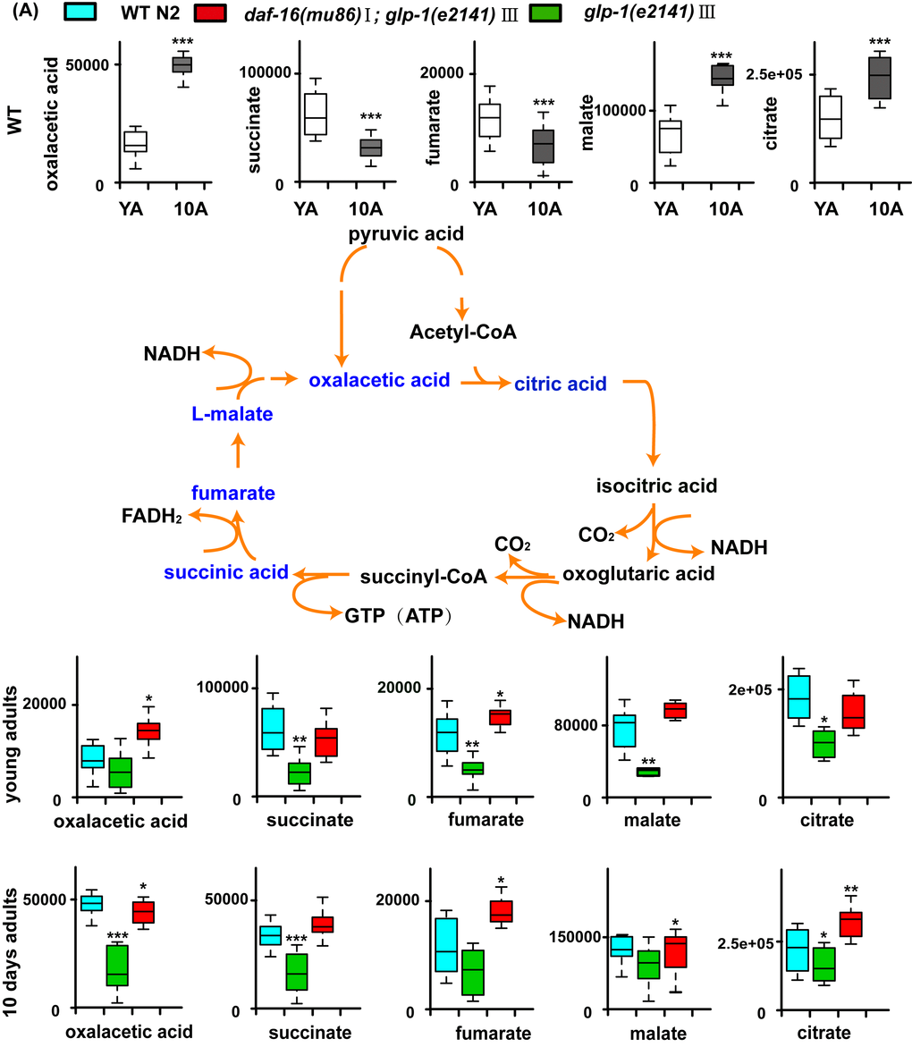 Models of aging-related changes in TCA cycle and pyrimidine metabolism. (A) A summary of the biochemical pathway of TCA cycle metabolism alerted during aging, and glp-1 against WT. In summary, with aging, accumulation of the TCA cycle intermediates such as citrate and malate suggests increased TCA cycle metabolism. Furthermore, in the long-lived glp-1 mutants, the levels of TCA cycle intermediates decreased at stage of the young adults and 10-day adults compared with WT. 