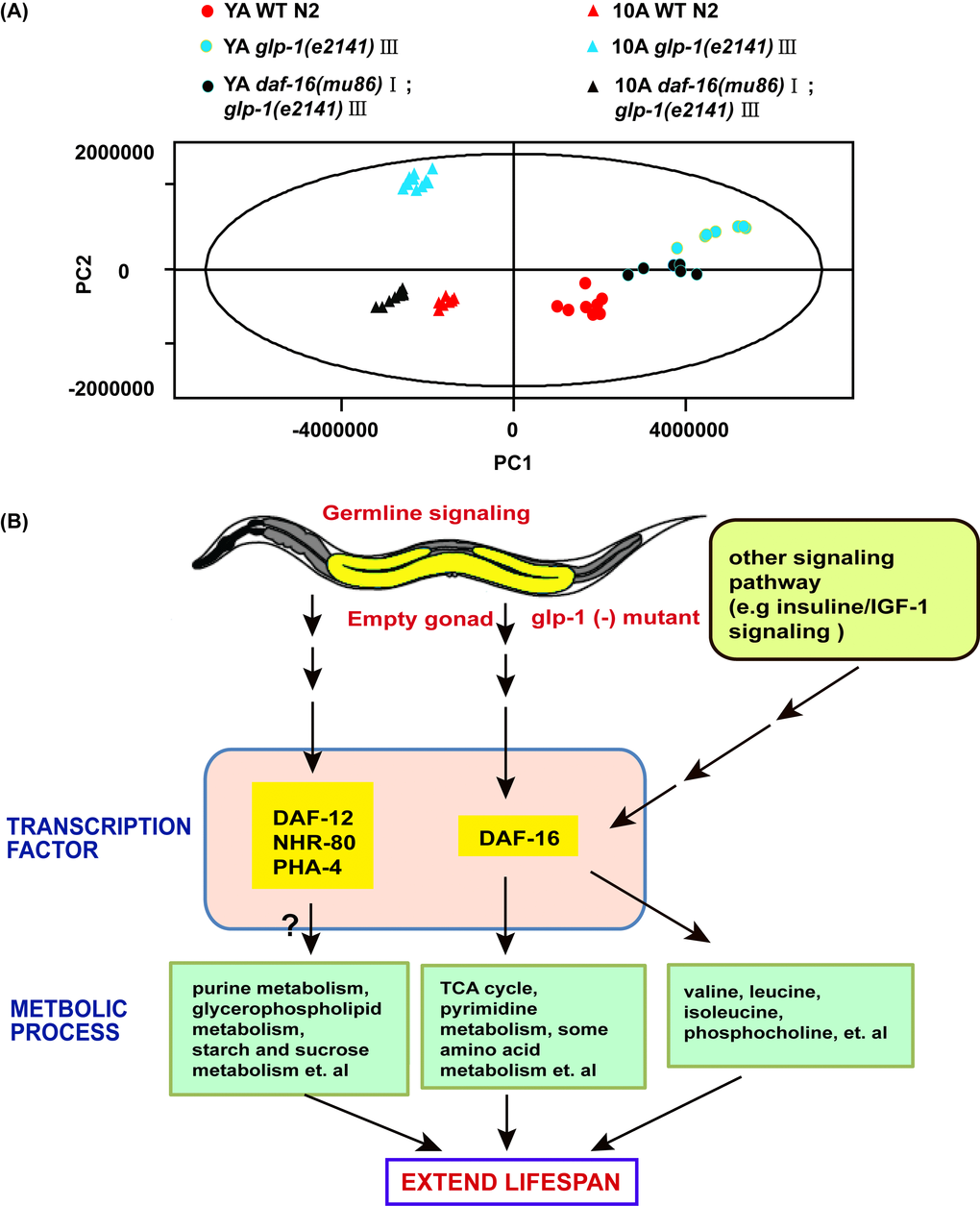 Aging and reproduction associated with metabolic variations in C. elegans. (A) PCA included young adults and 10-day adults WT, glp-1 and daf-16;glp-1. PC1 and PC2 stand for the first and second principal components, respectively. (B) Model on how germline less signals regulate metabolome of worms to attenuate aging. See detailed explanation in the main text of the discussion.