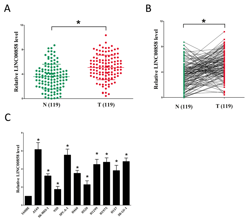 Relative LINC00858 expression in NSCLC tissues and cell lines, and its clinical significance. (A-B) Relative expression of LINC00858 expression in NSCLC tissues (n = 119) and in paired adjacent normal tissues (n = 119). LINC00858 expression was examined by qPCR and normalized to GAPDH expression (shown as 2-ΔCT). (C) Relative expression of LINC00858 expression in NSCLC cell lines and normal lung epidermal cell. *P 