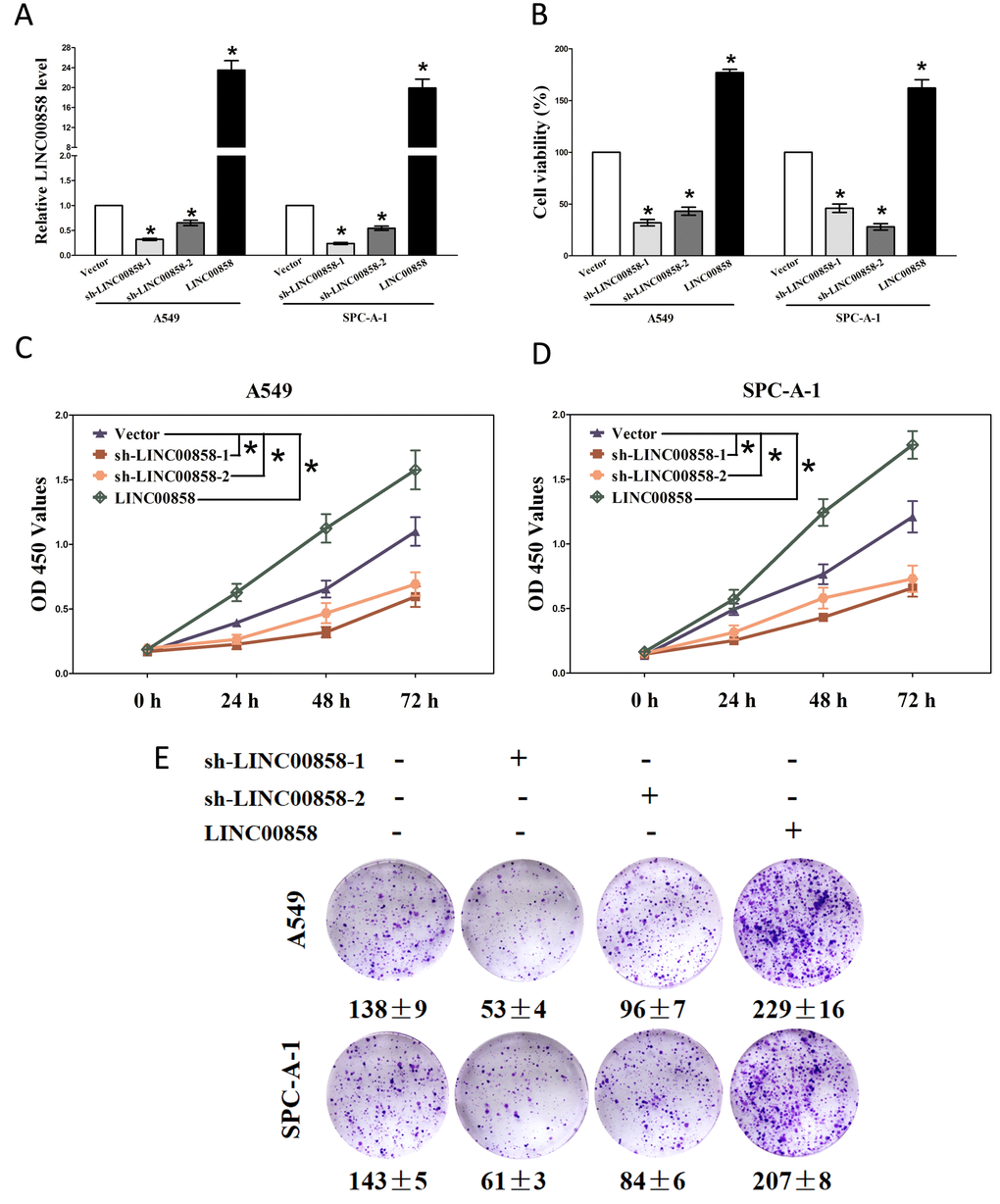 LINC00858 promotes tumor NSCLC cell growth in vitro. (A) Relative LINC00858 expression after transfection with sh-LINC00858 or pcDNA3.1-CT-GFP-LIN00858. (B) Statistical analysis of trypan blue staining. (C-D) CCK8 assays of A549 and SPC-A-1 cells after transfection. (E) Shown are representative photomicrographs of colony formation assay after transfection for fourteen days. Assays were performed in triplicate. *P 