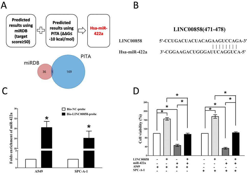LINC00858 is a direct target of miR-422a. (A) Screen of the candidate miRNAs that target LINC00858 predicted by miRDB and PITA. (B) Sequence alignment of miR-422a with the putative binding sites within the wild-type regions of LINC00858. (C) Detection of miR-422a using qRT-PCR in the sample pulled down by biotinylated LINC00858probe. (D) Up-regulated miR-422a in A549 and SPC-A-1 cells, which stably over-expressed LINC00858, largely reversed the favorable effects of LINC00858 on cell proliferation. Assays were performed in triplicate. *P
