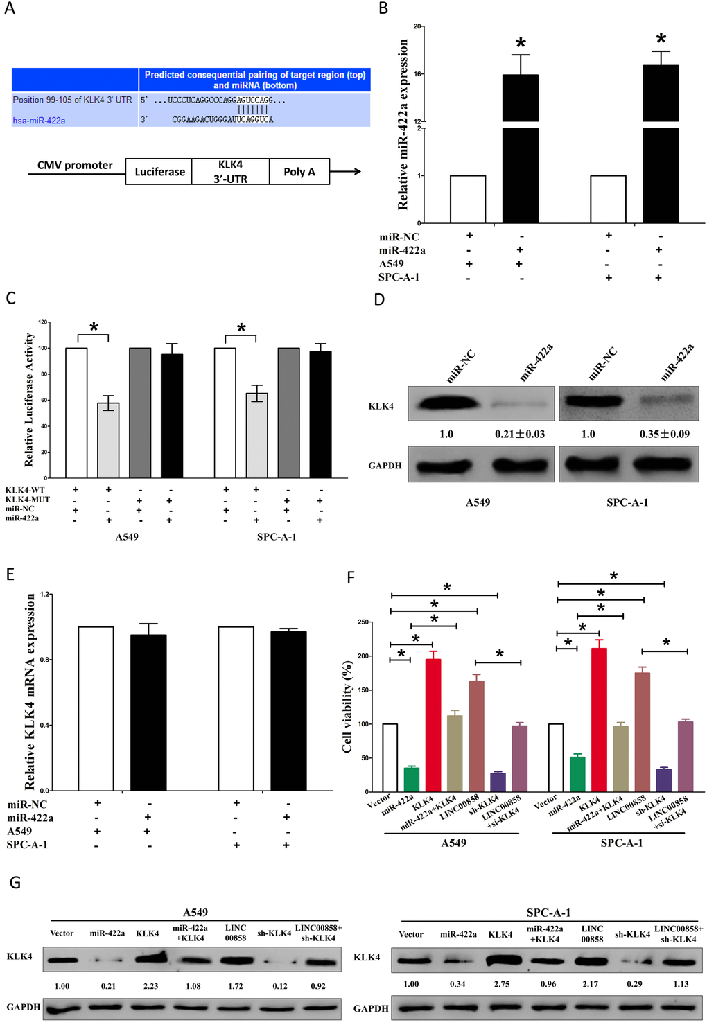 LINC00858's pro-proliferative activity is in part through negative regulation of miRNA-422a, and then activation of KLK4 in NSCLC cells. (A) The 3'-UTR of KLK4 harbors one miR-422a cognate site. (B) Relative miR-422a expression after transfection with miR-NC and miR-422a. (C) Relative luciferase activity of reporter plasmids carrying wild-type or mutant KLK4 3'-UTR in A549 and SPC-A-1 cells co-transfected with miR-NC or miR-422a. (D) Relative KLK4 protein expression after transfection with miR-NC and miR-422a. (E) Relative KLK4 mRNA expression after transfection with miR-NC and miR-422a. (F) Statistical analysis of trypan blue staining. (G) Protein expression of KLK4 in Vector, miR-422a, pcDNA3.1-CT-GFP-KLK4, miR-422a plus pcDNA3.1-CT-GFP-KLK4, pcDNA3.1-CT-GFP-LINC00858, sh-KLK4, or pcDNA3.1-CT-GFP-LINC00858 +sh-KLK4 treated A549 and SPC-A-1 cells. Assays were performed in triplicate. *P 