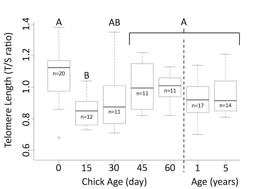 Telomere length shortens and then elongates in Magellanic penguins. Telomere length shortens in early life, but returns to hatch day length by age 30 days. Groups (A/B) that do not share the same heading letter are significantly different. Dark bars within boxes represent group means, sample sizes presented under means, and bars are standard error.