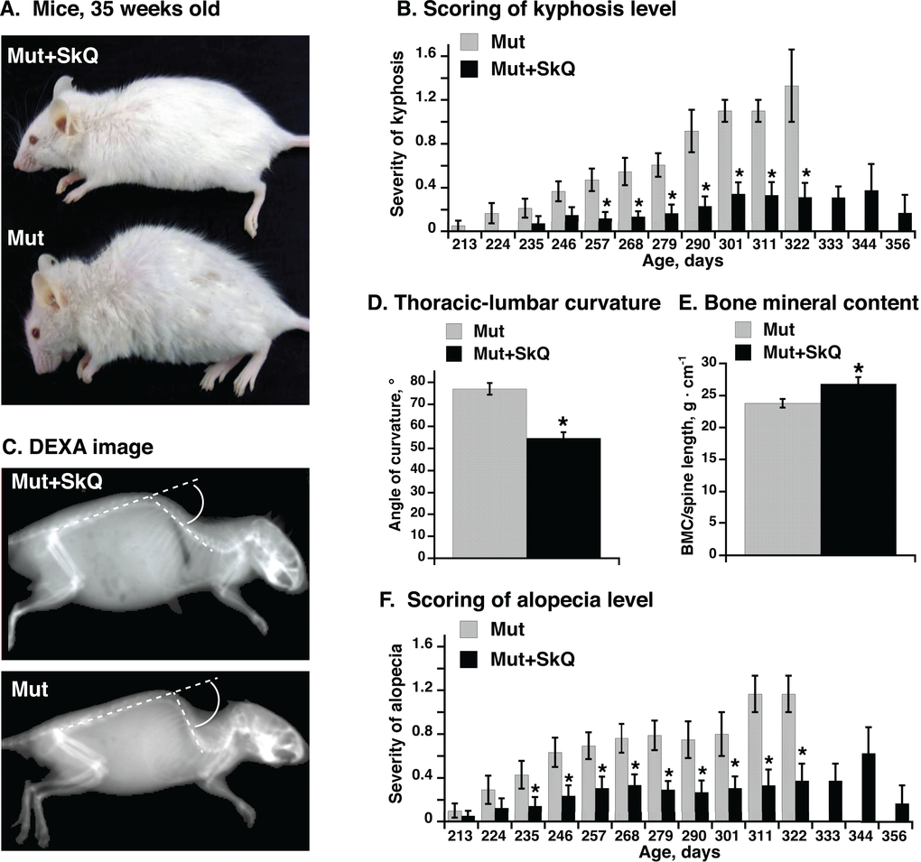 Editing one gene extends mouse life expectancy by 23%