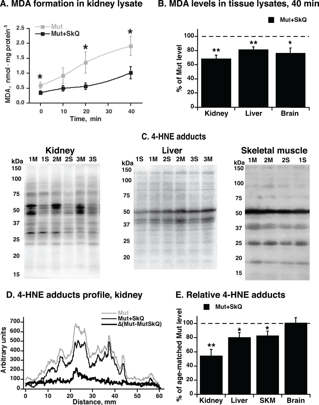 MDA formation and content of 4-HNE adducts in tissues from mtDNA mutator mice non-treated and treated with SkQ1. (A) MDA formation in kidney lysate exposed to normal atmospheric oxygen concentration and pressure at 37 °C. (B) Levels of MDA formed in liver, brain and kidney lysates after 40 min of exposure of tissue to normal atmospheric oxygen concentration and pressure. (C) Representative immunoblot analysis of 4-hydroxynonenal (4-HNE) adducts in kidney (left panel), liver (middle panel) and gastrocnemius skeletal muscle (right panel) tissue lysate from non-treated (M) and SkQ1-treated (S) mtDNA mutator mice (15 µg protein/lane). Numbers 1, 2, 3 indicate age-and gender-matched samples. Validation of the assay is presented in Fig. S1A. Loading control was performed by Ponceau Red staining (shown for kidney in Fig. S1C). (D) Profile of 4-HNE-adducts in kidney lysate. (E) Relative 4-HNE-adducts in kidney, liver, skeletal muscle (SKM) and brain tissue lysates. Tissue samples were collected in parallel from non-treated and SkQ1-treated mice (268–300 days old, both genders) in the paired death experimental setup. In B and E, for each pair, the mean level of 4-HNE-adducts in the non-treated mouse was set to 100% (indicated as dashed line) and the amount in the paired (age- and gender-matched) SkQ1-treated mouse was expressed relative to this. The means ± S.E. for 4-7 mice are shown. * and ** in A, B and E indicate statistical significance between SkQ1-treated and non-treated mice (p 