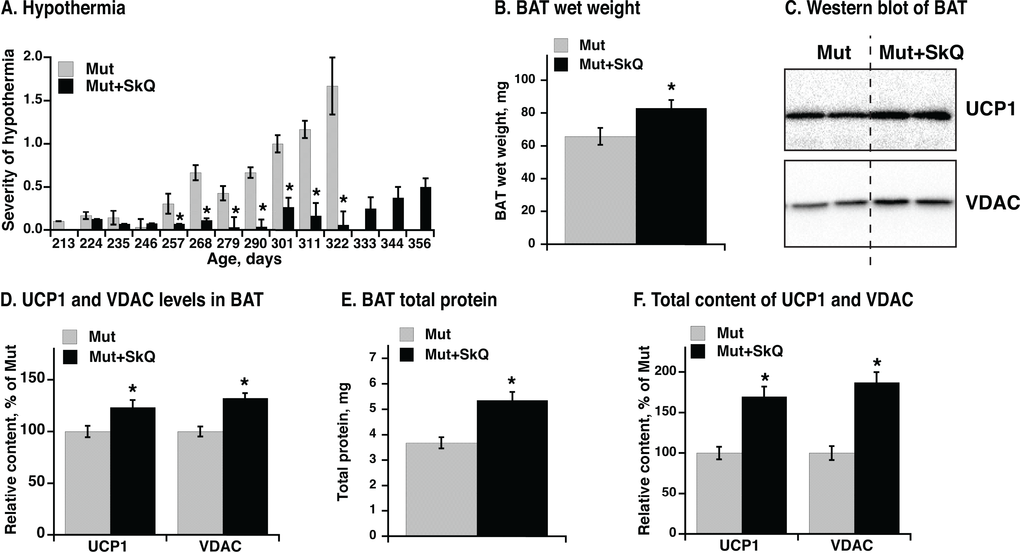 Effect of SkQ1 treatment on thermogenesis and brown adipose tissue of mtDNA mutator mice. (A) Scoring of manifestations of hypothermia (based on body temperature, shivering and posture position) in SkQ1-treated and non-treated mtDNA mutator mice. Gender and number of mice in each group are as in 1B. (B) Wet weight of interscapular brown adipose tissue (BAT). (C) Western blots analyses of VDAC and UCP1 in BAT (tissue homogenate protein, 10 µg per lane). (D) Relative concentration of mitochondrial proteins. Western blots as in C were quantified. The mean level of UCP1 and VDAC in control mice was set to 100% and the levels of protein in BAT from SkQ1-treated mice expressed relative to this. (E) Total protein content per BAT depot. (F) Total content of UCP1 and VDAC per mouse. Content of each protein per µg homogenate protein estimated from Western blot analysis (in E) was multiplied with the total protein content of BAT (in C) from the same mouse. The values in B and D - F represent the means ± SE of 4-5 independent tissue preparations in each group, analyzed singly or in duplicate. * indicates statistical significance between SkQ1-treated and non-treated mice (p 