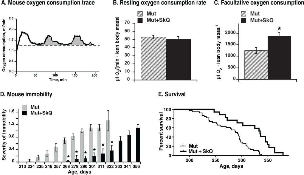 Effect of SkQ1 treatment on mouse metabolism, motility and survival. (A) Representative trace of oxygen consumption (metabolism) of a mouse. Running oxygen consumption rate is indicated as black bold curve, the lowest (resting at 22 °C environmental temperature) oxygen consumption rate indicated as a dashed straight line and the oxygen consumed above the resting rate is indicated as grey area. Note that the oxygen consumption rate at 22 °C does not represent the basal metabolic rate, as the mice are examined below their thermoneutral temperature zone.(B) Metabolic rates in non-treated and SkQ-treated mice (≈ 200 days of age) at 22 °C ambient temperature measured as shown in A. (C) Metabolic activity of mtDNA mutator mice. Activity was determined as amount of oxygen consumed above resting metabolic rate during two hours in the metabolic chamber (as shown in 9A). In B and C, the values represent the means ± S.E. of 6 mice in each group. (D) Scoring of manifestations of immobility in SkQ1-treated and non-treated mtDNA mutator mice. (E) Survival curves of mtDNA mutant mice non-treated (thin line) or treated with SkQ1 (thick line), n= 38 (15 males and 23 females) in the non-treated group and n= 17 (6 males and 10 females) in SkQ1-treated group. No gender dependence on life-span was observed (not shown). Mice were single caged. Mean survival time for the non-treated group was 277 ± 6 days, for the SkQ1-treated 321 ± 10 days (+ 16%); median lifespan was 290 days for non-treated mice and 335 days (+ 16%) for SkQ1-treated mice. Comparison of survival curves with log-rank (Mantel-Cox) test yields p 