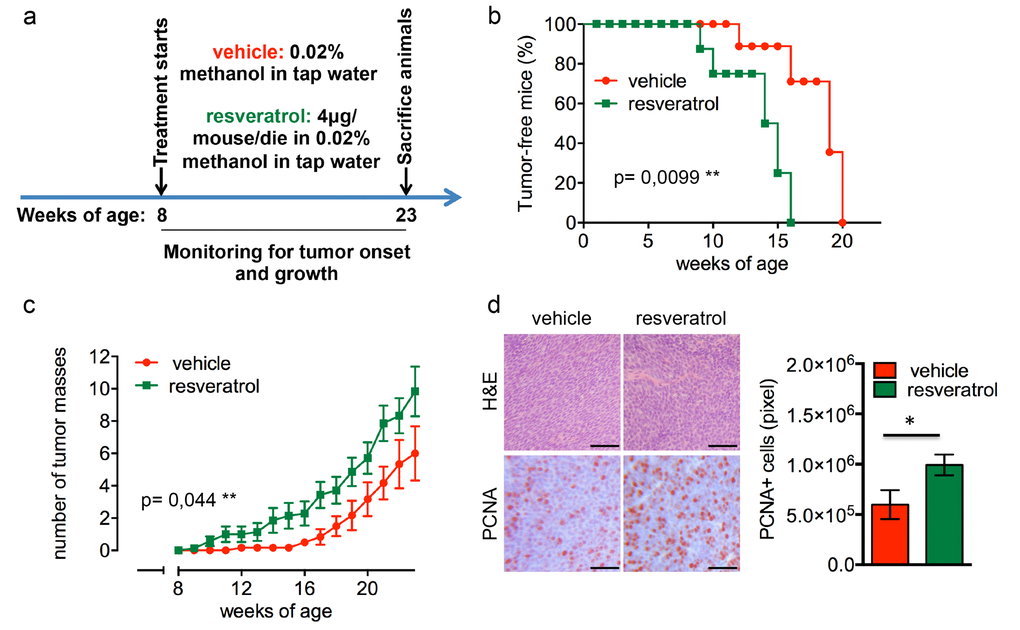 Resveratrol fuels mammary tumor formation in a luminal B breast cancer in vivo model. (a) Schematic representation of the experimental workflow used for the treatment of Δ16HER2 mice with vehicle or resveratrol. (b) Kaplan-Meier disease-free survival plot for vehicle- (n= 9) and resveratrol-treated (n= 9) Δ16HER2 mice. **p ≤ 0.01, Log Rank test. (c) Tumor multiplicity in resveratrol-treated vs control mice; the number of palpable mammary tumors per mouse is represented as mean ± SD. Statistical significance was assessed by two-way ANOVA test. (d) Left panel: Representative Hematoxyilin-Eosin (H&E) and PCNA stained sections of tumors from resveratrol and vehicle treated mice. Magnification 400 X. Right panel: Quantification of PCNA staining in tumors from resveratrol and vehicle treated mice. Data are expressed as mean ± SEM. *p 
