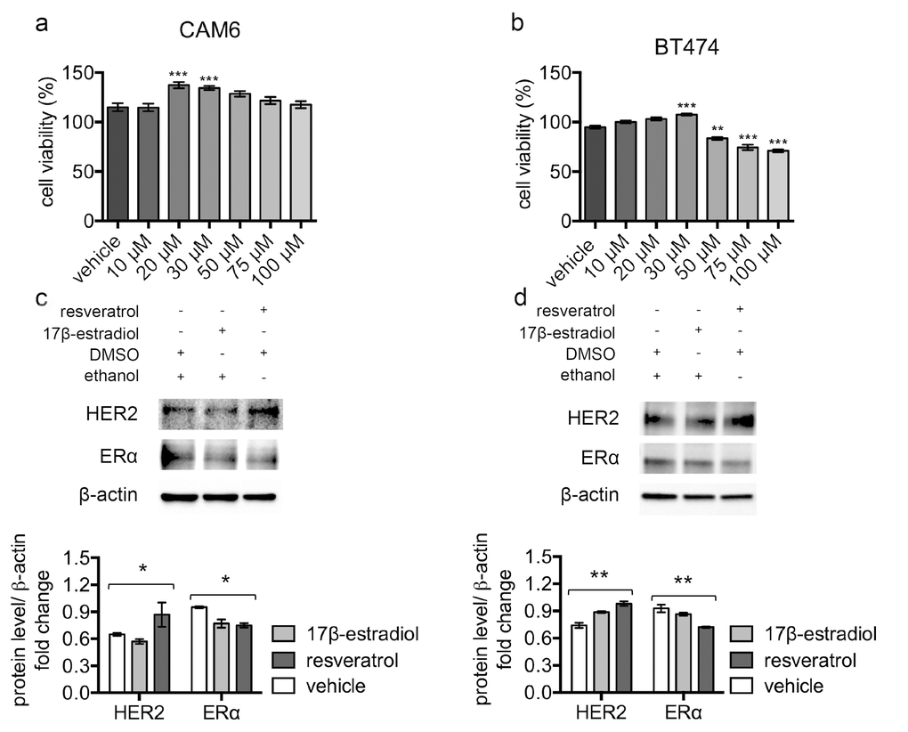 Resveratrol triggers HER2 over-expression and ERα down-regulation in luminal B breast cancer cell lines. (a) CAM6 and (b) BT474 cells were incubated for 24 hours in the presence of vehicle or increasing concentrations of resveratrol and cell viability was determined by MTT assay. Results (including vehicle group treated with 0.02% DMSO) are expressed as percentage (%) of cell viability relative to untreated controls. Columns, mean of three separate experiments wherein each treatment was repeated in 16 wells; bars, SE. **p ≤ 0.01, ***p ≤ 0.001, one-way ANOVA followed by Bonferroni's multiple comparison test. Representative western blot analysis of HER2, ERα and β-actin (loading control) in murine CAM6 cells (c) or human BT474 cells (d), treated with resveratrol or 17β-estradiol or vehicle for 24 hours (upper panel), and relative densitometry quantification (lower panel). The significance was determined by one-way ANOVA (*p 