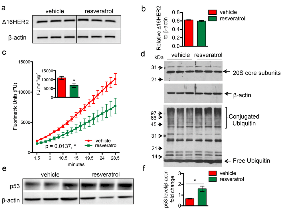 Resveratrol inhibits the chymotrypsin-like activity of 20S proteasome and resulted in an increased accumulation of protein-ubiquitin conjugates. Δ16HER2 and β-actin (internal control) mRNA levels were measured by semi-quantitative RT-PCR (a) and qRT-PCR (b) analyses in spontaneous mammary tumors from Δ16HER2 mice supplemented or not with resveratrol. (c) The chymotrypsin-like activity of the 20S proteasome was measured in tumor samples, from Δ16HER2 mice treated or not with resveratrol, as described in Materials and Methods, and expressed as fluorimetric units (FU) min-1 mg-1. The significance was determined by unpaired two-tailed student t test, *p d) Western blot analysis of 20S proteasome subunit content (upper panel) and ubiquitin-protein conjugates and free ubiquitin levels (lower panel) in tumor samples from Δ16HER2 mice treated or not with resveratrol. β-actin was used as loading control. (e) Representative western blot analysis of p53 and β-actin (loading control) in spontaneous mammary tumors from Δ16HER2 mice, supplemented or not with resveratrol, and (f) relative densitometric quantification from three independent experiments. The significance was determined by unpaired two-tailed student t test, *p 