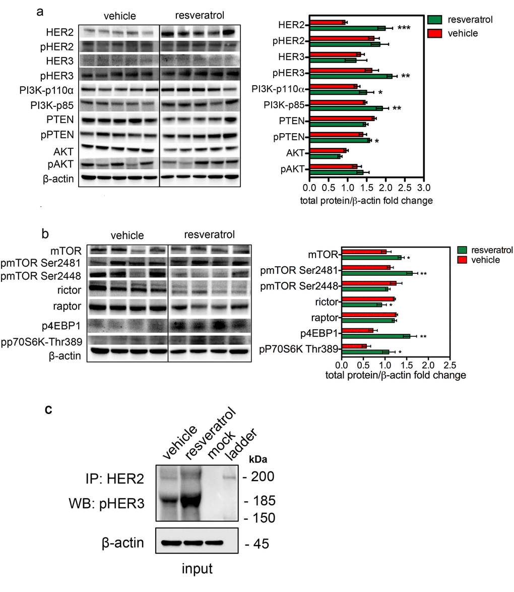 Increased HER2 level induced by resveratrol results in a preferential activation of mTORC1/p70S6K pathway. Representative western blot analysis of HER2 and HER3 downstream signaling pathways in spontaneous mammary tumors from Δ16HER2 mice, treated or not with resveratrol (left panels), and densitometry quantification from three independent experiments (right panels). (a) PI3K/AKT and (b) mTOR signaling pathways were analyzed. β-actin was used as loading control. The significance was determined by t-test (*p c) Resveratrol promotes the direct coupling of Δ16HER2 to HER3 kinase in HER2+/ERα+ breast cancer. Δ16HER2 kinase co-immunoprecipitates with pHER3. Proteins were immunoprecipitated with anti-HER2 antibody and then probed by western blot for pHER3. Input represents 10% of the co-immunoprecipitation protein amount (30 μg).