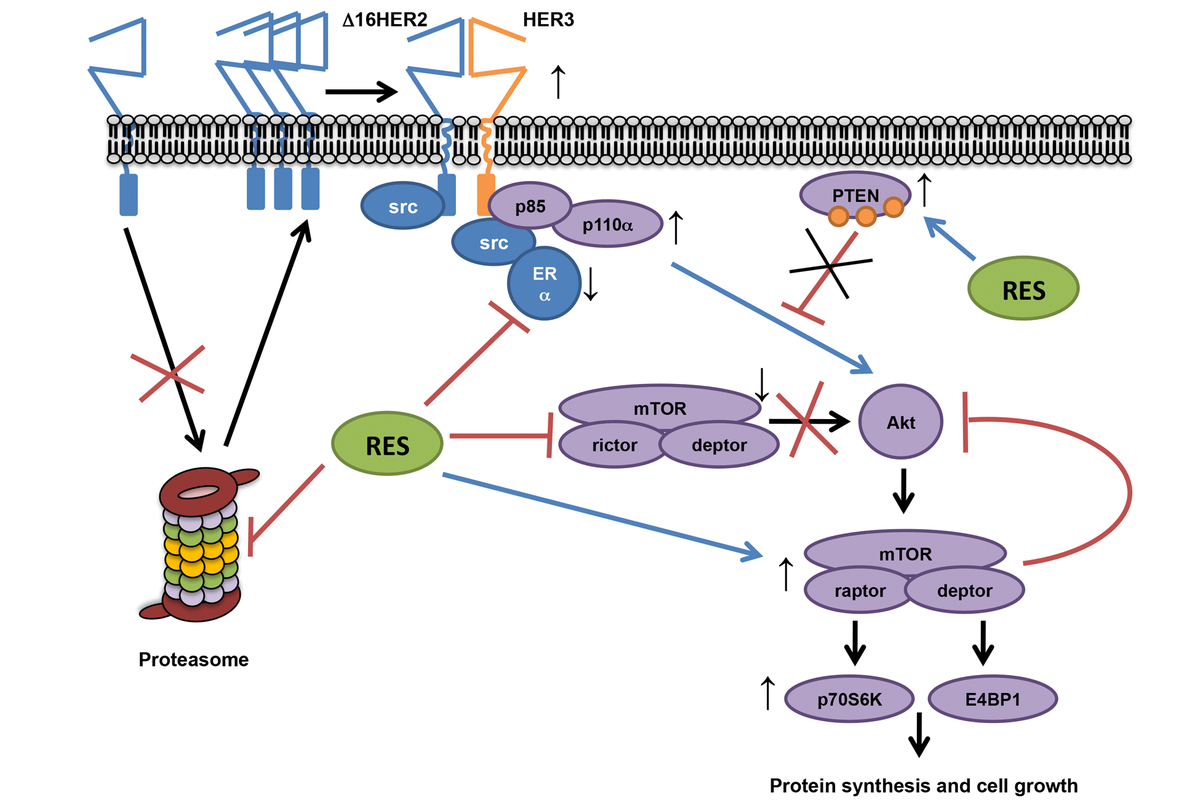 Resveratrol fuels HER2 and ERαpositive breast cancer behaving as