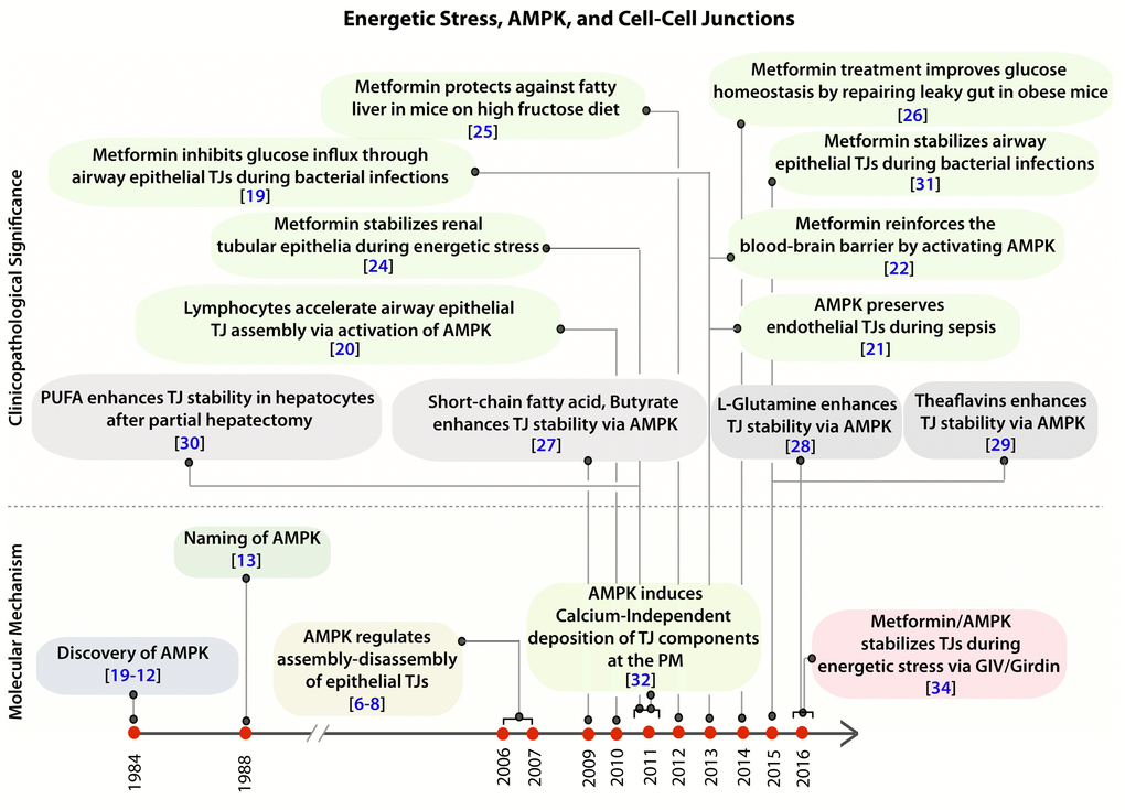Clinical and pathologic significance of the protective role of AMPK in the epithelium during stress. Schematic showing the time line of publications on the topic of AMPK and cell-cell junctions, as determined by a PubMed search in 2016, and their relationship to the recently published work by Aznar et al. [34]. Top: Clinical and pathological significance of pharmacologic activation of AMPK, either by the widely prescribed anti-diabetic drug, Metformin (green) or by other nutritional / dietary supplements (grey) in the regulation of tight junction stability and function. Bottom: Time line of publications unraveling the role of AMPK in the regulation of epithelial tight junctions and in the establishment of cell polarity.
