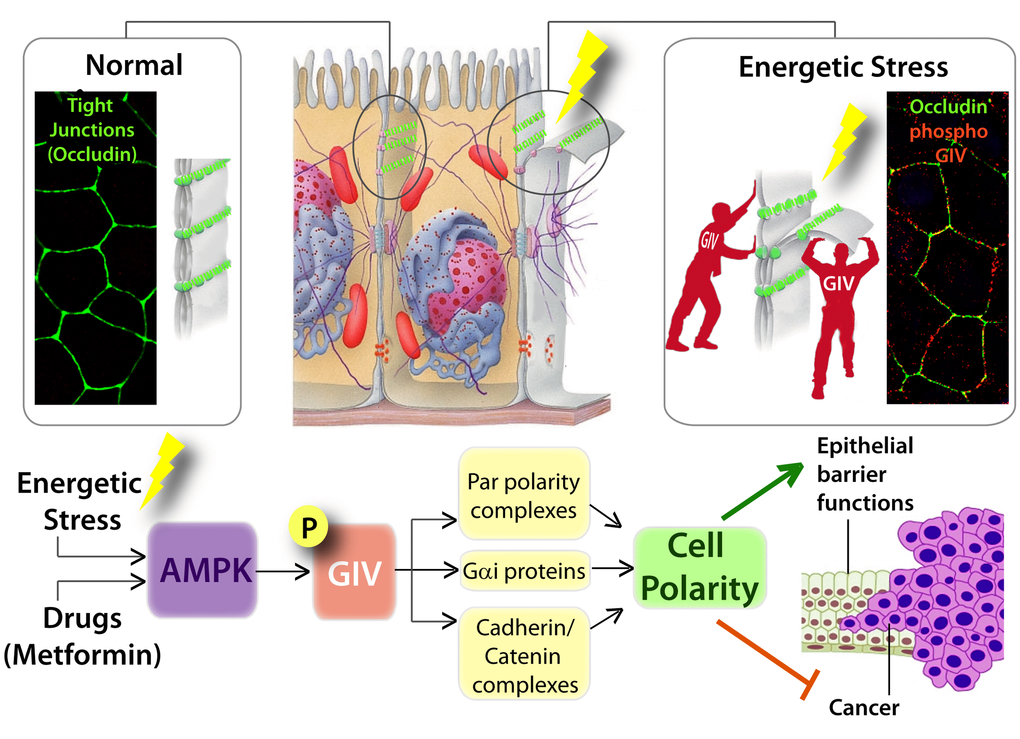 Graphical abstract summarizing how AMP-activated protein kinase fortifies epithelial tight junctions during energetic stress via its effector GIV/Girdin. Schematic showing the pertinent findings reported in by Aznar et al. [34]. Top (from left to right): In normal physiologic states, sheets of polarized epithelial cells maintain barrier integrity by assembling tight junctions [TJs; stained here with the TJ-marker and integral membrane protein, Occludin in green]. Exposure to energetic stress triggers the activation of AMPK, a sensor of cellular energy stores, which in turn phosphorylates GIV at Ser245. Phospho-GIV [stained red] localizes to the TJs [marked with occluding] and serves to stabilize TJs and resist stress-induced collapse. Bottom: Schematic summarizing how the AMPK-GIV signaling axis preserves TJ integrity via multiple interacting partners of the polarity scaffold, GIV, and how this stress-polarity pathway enhances barrier functions and inhibits neoplastic transformation.
