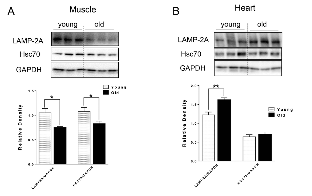 The protein level of CMA markers in young and old skeletal and cardiac muscle. (A-B) Immunoblot and densitometric analysis of LAMP-2A and Hsc70 proteins in young and old skeletal muscle (A) and heart (B). Values are means±SEM for 6 young and 5 old mice in each group. *P 