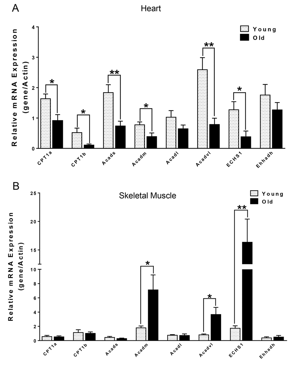 mRNA expression of CPT1α and β-oxidation enzymes in heart (A) and skeletal muscle (B) from young and old mice. Values are means±SEM for 6 young and 5 old mice in each group. *P 