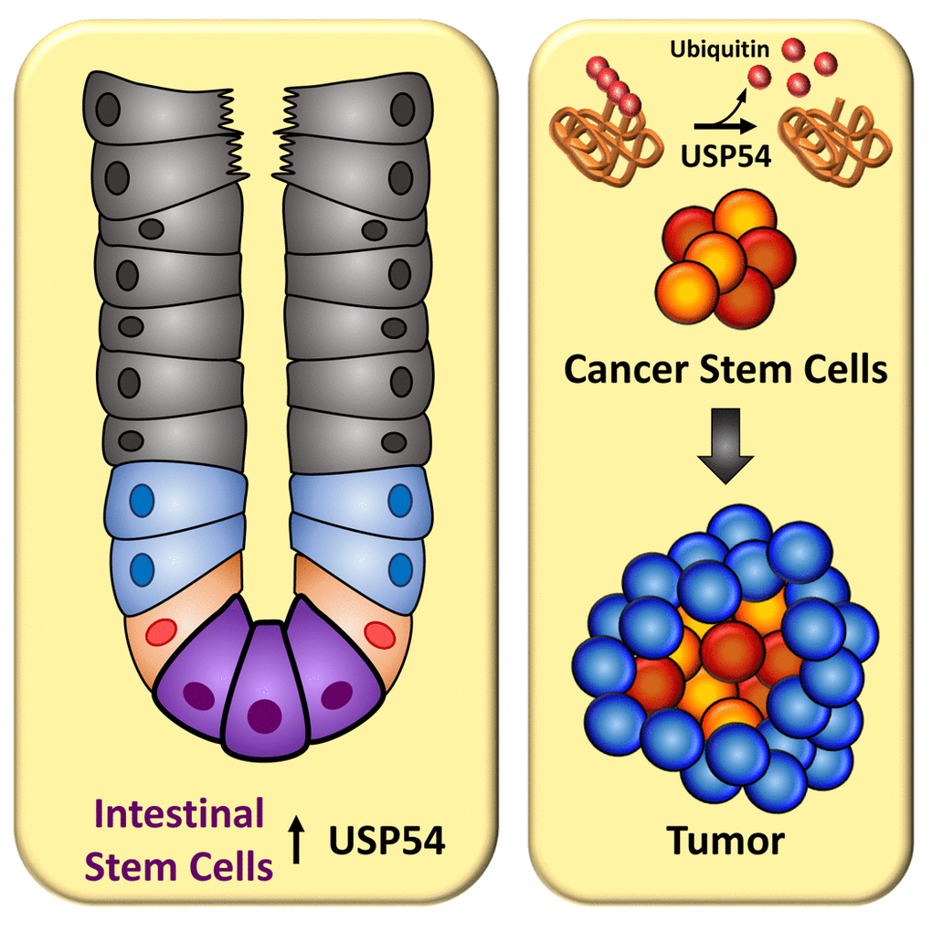 Deubiquitinases regulate stem cell biology.USP54 is overexpressed in intestinal stem cells and promotes colorectal carcinoma progression, probably through the regulation of cancer stem cell properties.