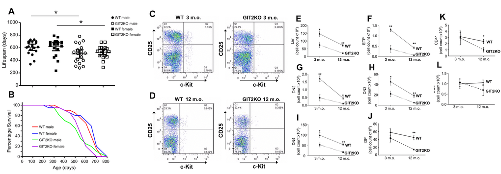 Genomic deletion of GIT2 attenuates overall murine lifespan and alters thymic T cell functionality. Male and female GIT2KO overall lifespan was assessed through comparison to control wild type (WT) littermates (A). Survival curve analysis of GIT2KO and WT mouse cohorts across their lifespan (B). Representative FACS images of a male WT and GIT2KO thymus at (C) 3 and (D) 12 months of age. The x-axes show increasing c-Kit positive and the y-axes, increasing counts of CD25+ cells. Quadrant 3 (Q3) (bottom R) indicates ETPs (Lin-c-Kit+CD25-), Q2 (top R) indicates DN2 (Lin-c-Kit+CD25+), Q1 (top L) indicates DN3 (Lin-c-Kit-CD25+) and Q4 (bottom L) indicates DN4 cells (Lin-c-Kit-CD25-). Significant age- and GIT2KO-dependent changes (compared to WT) in Lin- (E), ETP (F), DN2 (G), DN3 (H) and DN4 (I) cell counts. GIT2KO mice also demonstrate GIT2KO mice demonstrate significant decreases in DP (J) and CD4+ (K) cell counts at 12 months of age compared to WT. A non-significant trend for a similar reduction in CD8+ cell counts (L) in GIT2KO thymus compared to WT at 12 months of age was observed. Values indicated are mean ± SEM (standard error of mean). WT data are indicated in this and analogous figures with solid lines, GIT2KO data with dashed lines. Months of age is abbreviated to m.o. *p