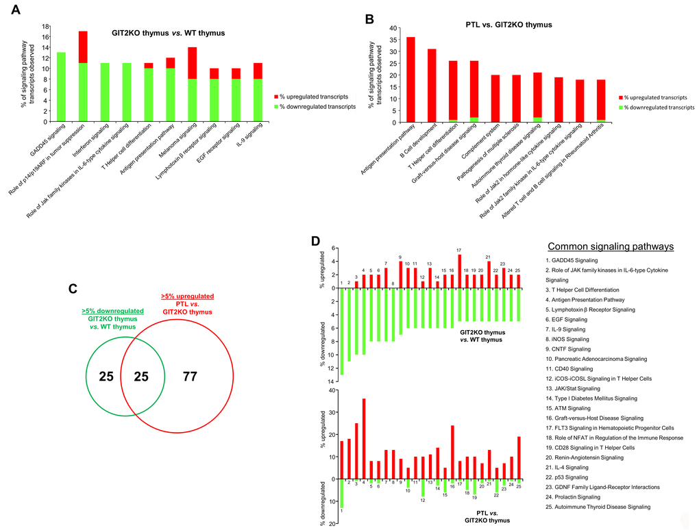 Functional signaling transposition between the GIT2KO thymus and PTLs. Signaling analysis of transcripts differentially and significantly regulated between GIT2KO and WT thymus (A). The top 10 pathways containing the most downregulated transcripts are indicated. Upregulated (red) or downregulated (green) transcripts populating these specific pathways are indicated in the histogram. Signaling analysis of transcripts differentially and significantly regulated between the PTL and the GIT2KO thymus (B). Venn diagram comparison of the functional cross-over between GIT2KO thymus pathways containing the greatest number of downregulated transcripts (>5%) with the GIT2 PTL pathways containing the greatest number of upregulated transcripts (>5%) (C). Histograms indicate the functional transcript expression nature of the 25 shared signaling pathways (from C) common between the GIT2KO thymus and the PTLs (D).