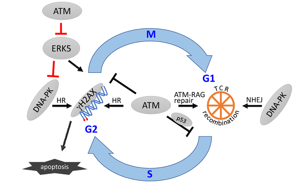 A schematic model depicting the hypothetical role of ERK5 (red bars) in the cellular response to unrepaired DNA damage in VDJ recombination in thymocytes. NHEJ, nonhomologous end-joining pathway of DSB repair. HR, homologous recombination. gH2AX, phosphorylated H2AX. ATM-RAG, indicates the cooperation between both proteins to stabilize the DSB. The bars indicate inhibitory function.