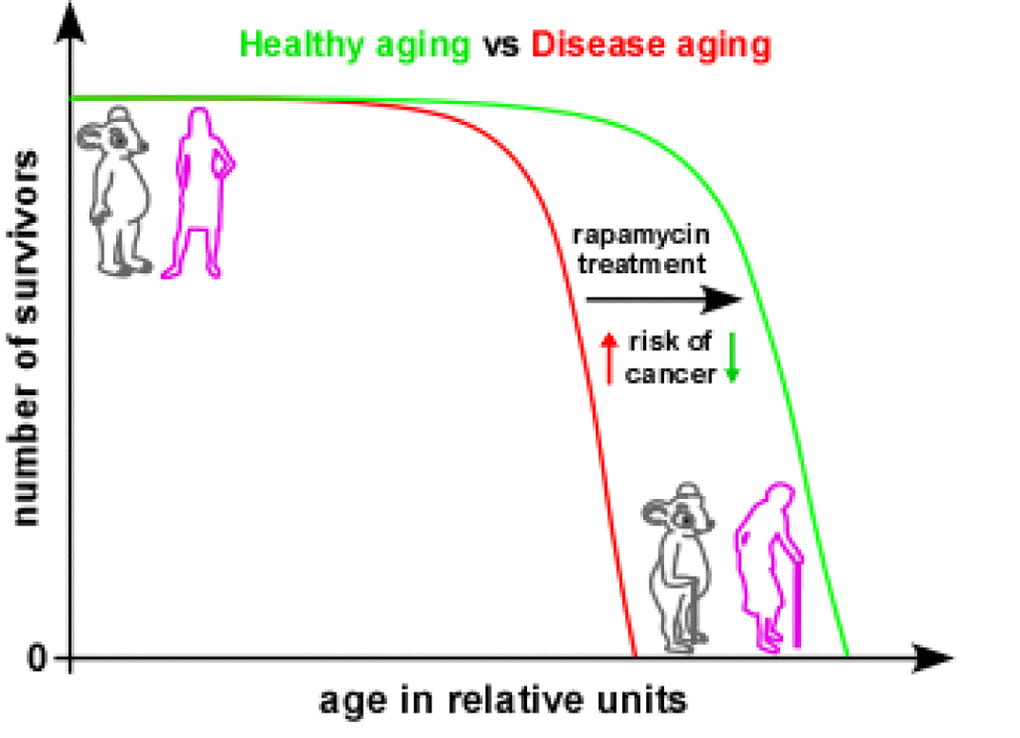 Hypothetical model of mTOR-driven cancer in aged women. A potential therapeutic opportunity for the treatment of gynaecologic cancers is outlined. In post-menopausal aged women, rapamycin treatment can suppress hyperactive mTOR signalling in ovarian and uterine epithelium, potentially promoting healthy aging.
