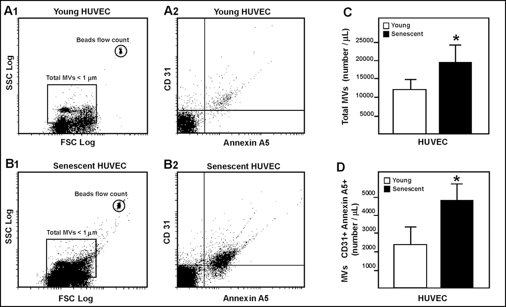 HUVEC-derived MVs assessed by flow cytometry. Representative dot plots showing log forward scatter (FSC) vs. log side scatter (SSC) from young (A1) and senescent (B1) HUVEC. Representative dot plots showing annexin A5 and CD31 phenotype from young (A2) and senescent (B2) HUVEC. (C) Absolute number of MVs per µL of sample from young and senescent HUVEC; *pD) Absolute number of CD31+/annexin A5+ MVs per µL of sample; *p
