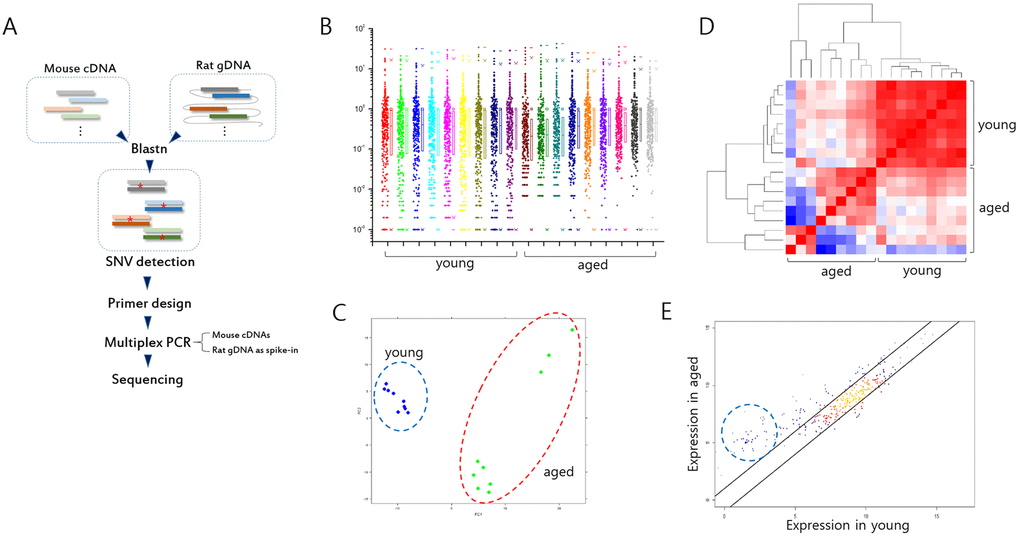 Analysis of gene expression in splenic T cells from mouse models of Huntington’s disease (HD). (A) Illustration of spiking-in neighbor genome PCR (SiNG-PCR) sequencing. (B) Distribution of relative counts of target-gene amplicons in young and aged HD mice. The ratio (M/R) of cDNA counts relative to rat spike-in counts was calculated to measure the expression level of each target amplicon. (C) Principal component analysis (PCA). Both young and aged sample groups are marked using colored circles. (D) Heatmap illustrating Pearson correlation between young and aged group samples. (E) Scatter plot (r = 0.9). Those of amplicons whose negligible expressions in the young group are markedly enhanced in the aged group are circled.