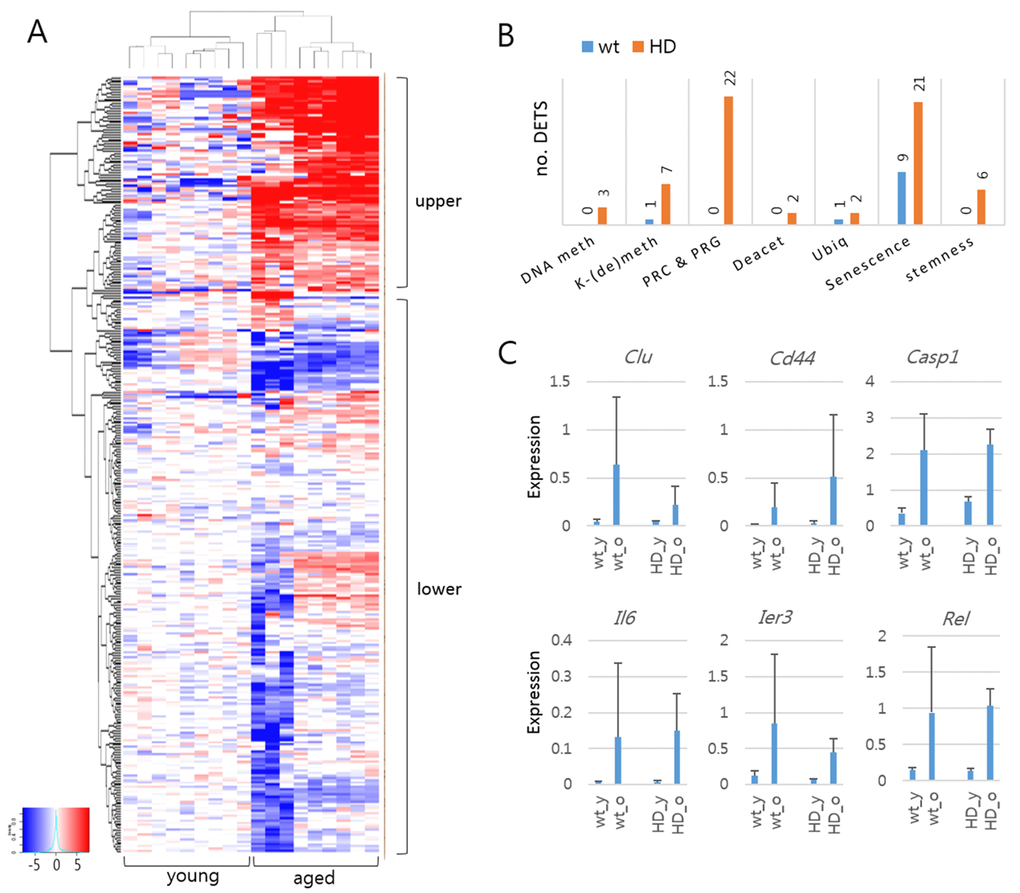 Differentially expressed target sequences (DETSs) in young and aged mouse models of Huntington’s disease (HD). (A) Heatmap of amplicon levels. The heatmap is arbitrarily divided into upper and lower areas, with the former containing highly expressed amplicons from the aged samples. (B) Comparison of DETSs in different functional categories between wild-type and HD samples. The number of DETSs in each category is indicated on the bar. DNA meth, DNA methylation; K-(de)meth, lysine methylation and demethylation; PRC & PRG, Polycomb group proteins and PCR-regulated genes; Deacet, histone deacetylation; Ubiq, ubiquitination. (C) Expression levels of senescence-category DETSs commonly detected in wild-type and HD samples. Error bars, standard deviation.