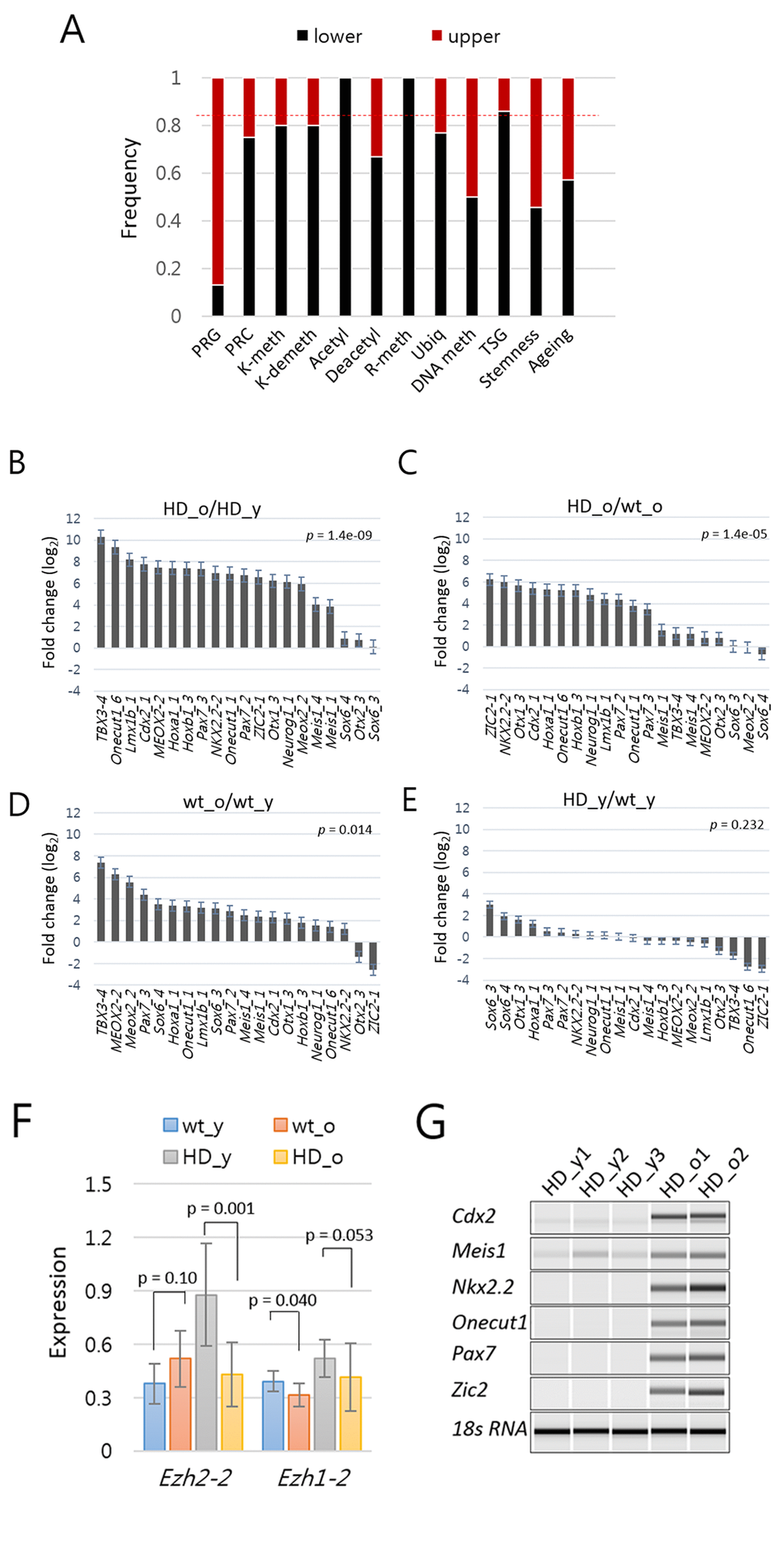 Increased expression of Polycomb repressive complex (PRC)-regulated genes (PRG) in aged mouse models of Huntington’s disease (HD). (A) The proportion of amplicons in each category that belong to the upper (red) and lower (black) clusters in the heat map shown in Figure 2A. The upper cluster amplicons represent 26% of the total amplicons as indicated by dotted line (red). TSG, tumor suppressor genes. For other abbreviations, refer to the Figure 2 legend. (B-E) Fold difference (log2) in the amount of PRG amplicons between aged HD vs. young HD (B), between aged HD vs. aged wild-type (wt) (C), between aged wt and young wt (D), and between young HD vs. young wt samples (E). P-values, paired-sample t-test. Error bar, standard error. (F) Comparison of expression levels of Ezh2 in HD and wild type samples. P-value, paired-sample t-test. Error bar, standard deviation. (G) RT-PCR analysis of PRGs. PRGs were randomly chosen, and expression levels were examined in splenic T cells from young (HD