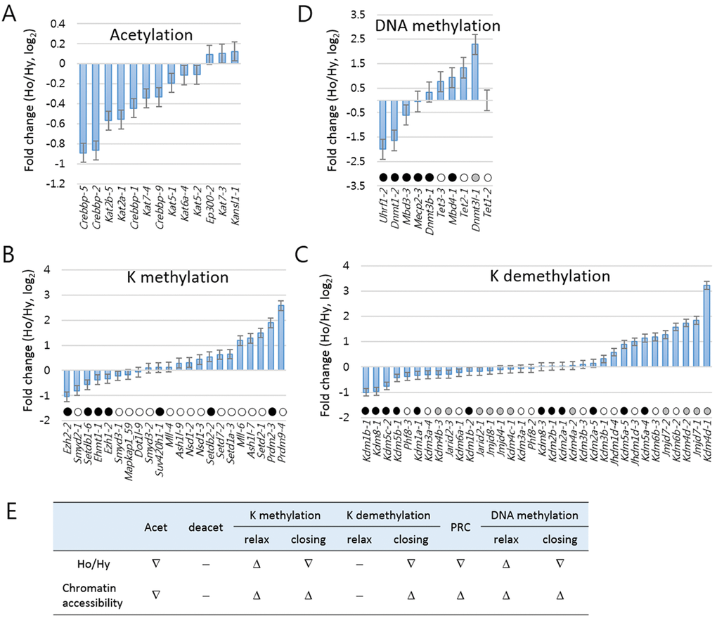 Analysis of age-associated pattern of change in epi-driver gene expressions in Huntington’s disease mice. Fold changes were measured for the epi-driver gene amplicons in the categories of acetylation (A), lysine (K) methylation (B), K demethylation (C), Polycomb-repressive complex (PRC, C), and DNA methylation (D). In B-D, amplicons are differentially marked according to their modification effects on chromatin accessibility: open circles indicate increased accessibility; solid circles indicate reduced accessibility; and grey circles for cases involving either increased or reduced accessibility. (E) Summary of the upward (Δ) or downward (∇) change in expression of epi-driver genes in each category. ‘-‘ indicate no significant change. Ho and Hy, old and young HD samples.